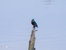 Kingfisher - Zimorodek